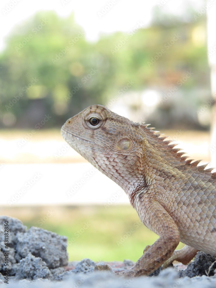 Fototapeta premium Iguana on a rock.