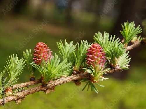 fresh,green cones of larch tree at spring photo