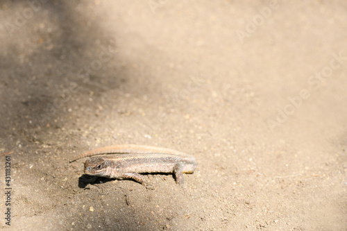 Little lizard hides on the ground, close up. Top place for text