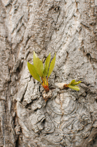 tree bark, leaves grow on tree bark, texture