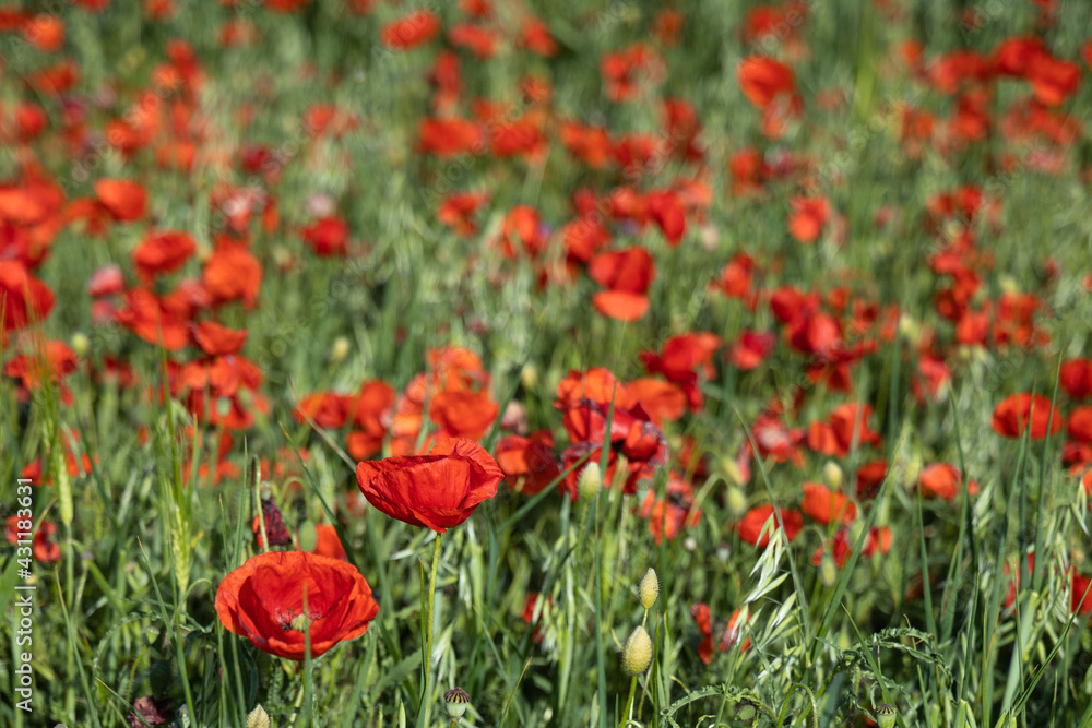 A flowering red poppy field in Barcelona, Spain