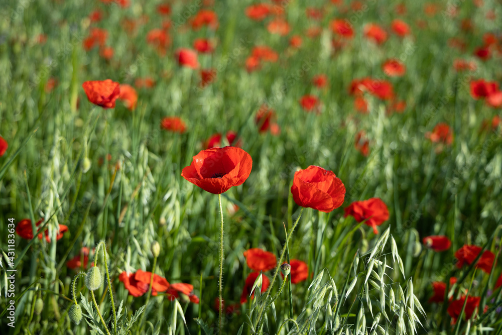 A flowering red poppy field in Barcelona, Spain A flowering red poppy field in Barcelona, Spain