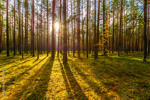 Pine forest in autumn. The sun shines through the trees. Moss-covered glade. Sun rays. Beautiful nature. Russia  Europe.