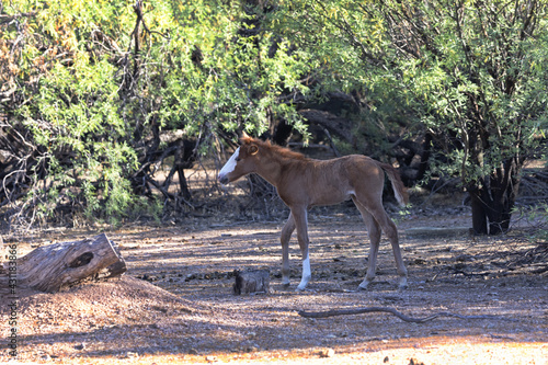 Young, leggy member of Salt River Wild Horses herd in Tonto National Forest in Arizona, United States