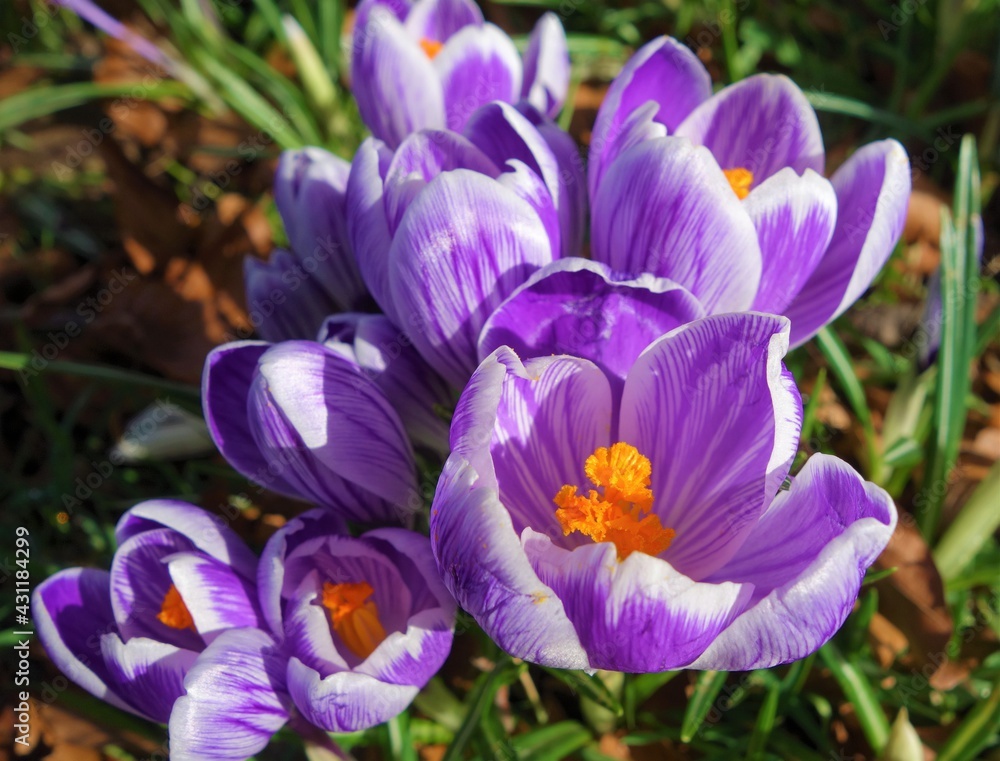 purple crocus flowers