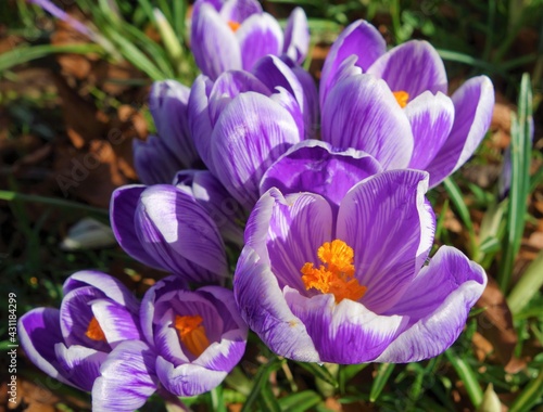 Obraz na płótnie purple crocus flowers w salonie