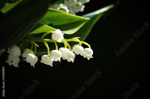 Muguet