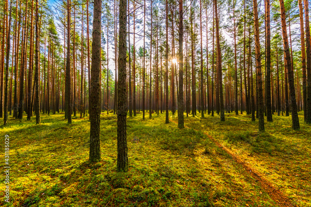 Pine forest in autumn. The path goes deep into the forest. The sun shines through the trees. Moss-covered glade. Sun rays. Beautiful nature. Russia, Europe.