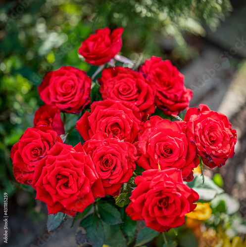 Strauß roter Rosen schmückt ein Grab 
