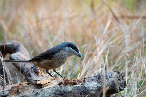 Grey - backed Shrike photo