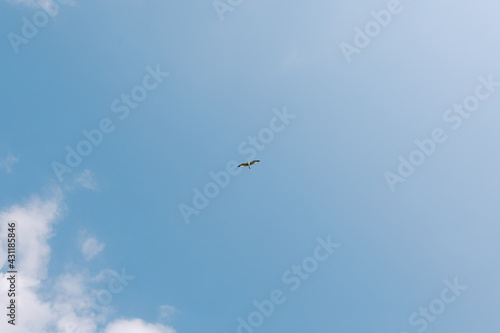 A flying bird in blue sky with clouds.