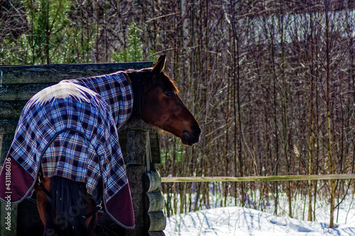 horse with a s culpa in the open pasture photo