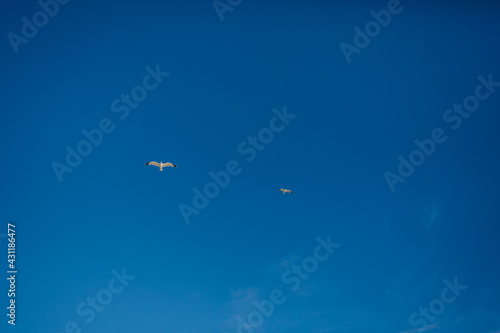 A flying bird in blue clear sky.