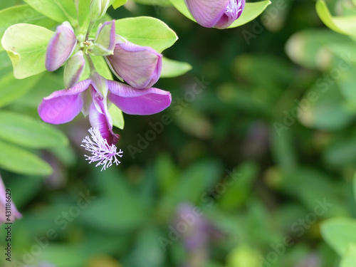 Lilac flower with stamens sticking out.