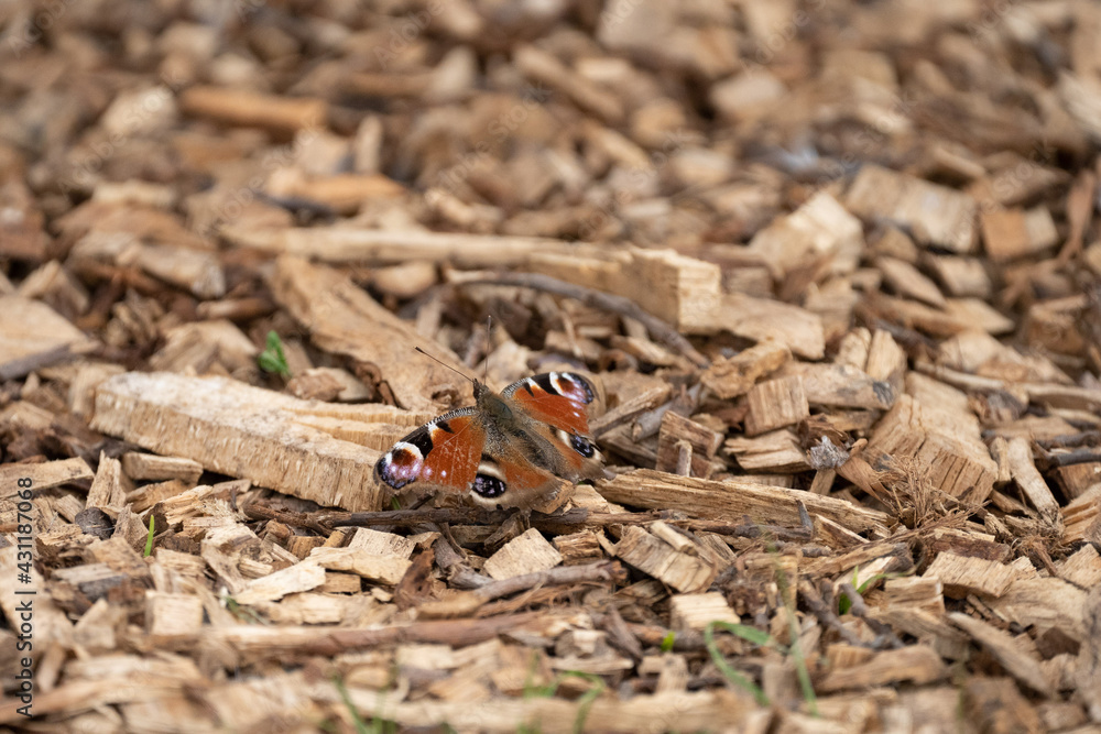 Peacock butterfly with wings open showing pattern on forest floor Peacock butterfly with wings open showing pattern on forest floor