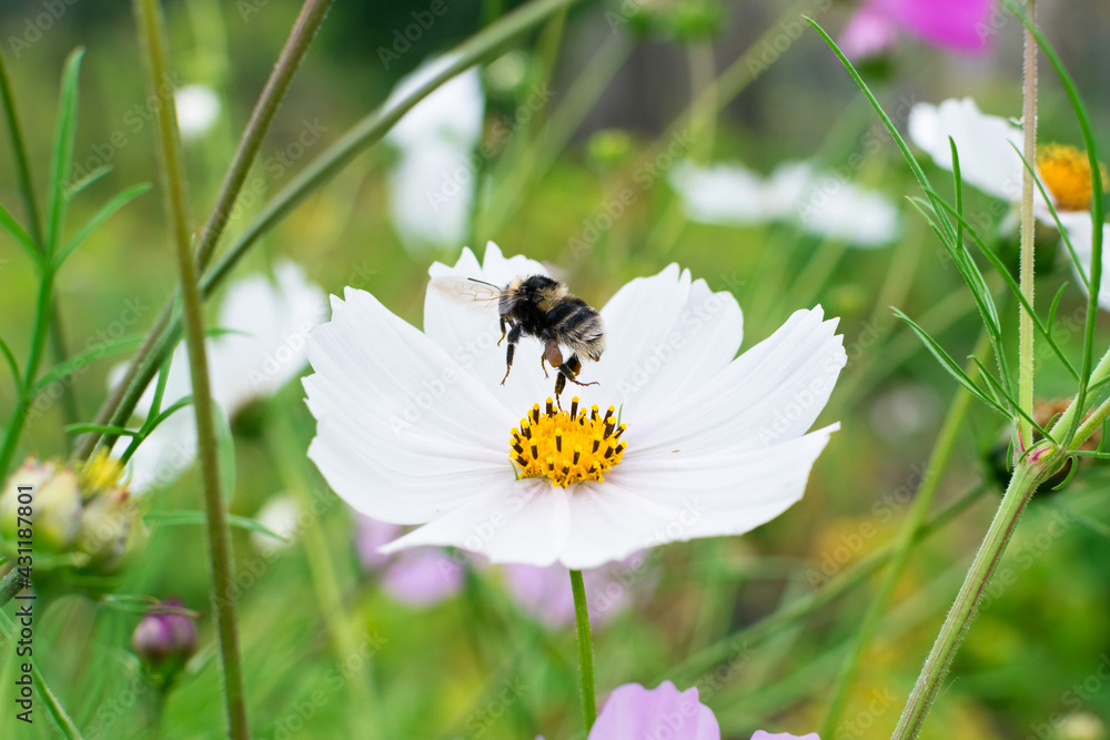 Bumblebee takes off from a white flower with nectar on its legs Bumblebee takes off from a white flower with nectar on its legs