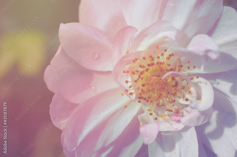 Closed up pollen of soft pink rose flower over blur nature background in soft light sweet vintage tone