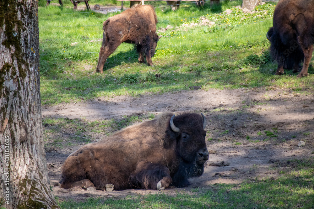 Bisonkuh beim Morgenbad Bisonkuh beim Morgenbad