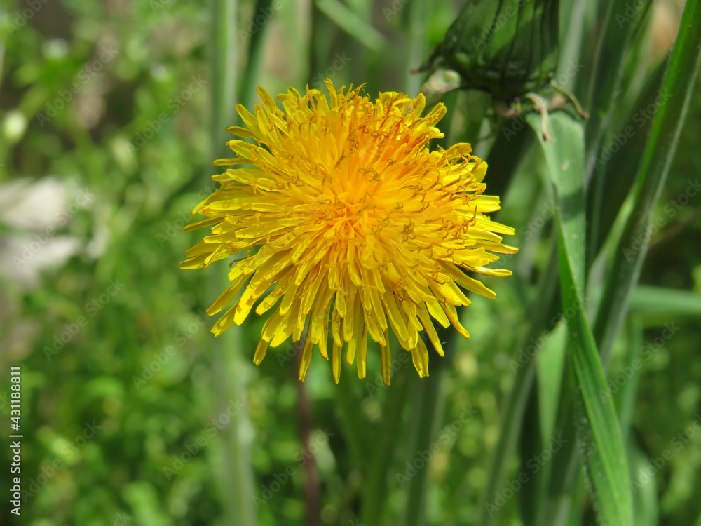 Dandelion in nature, the background is glass Dandelion in nature, the background is glass