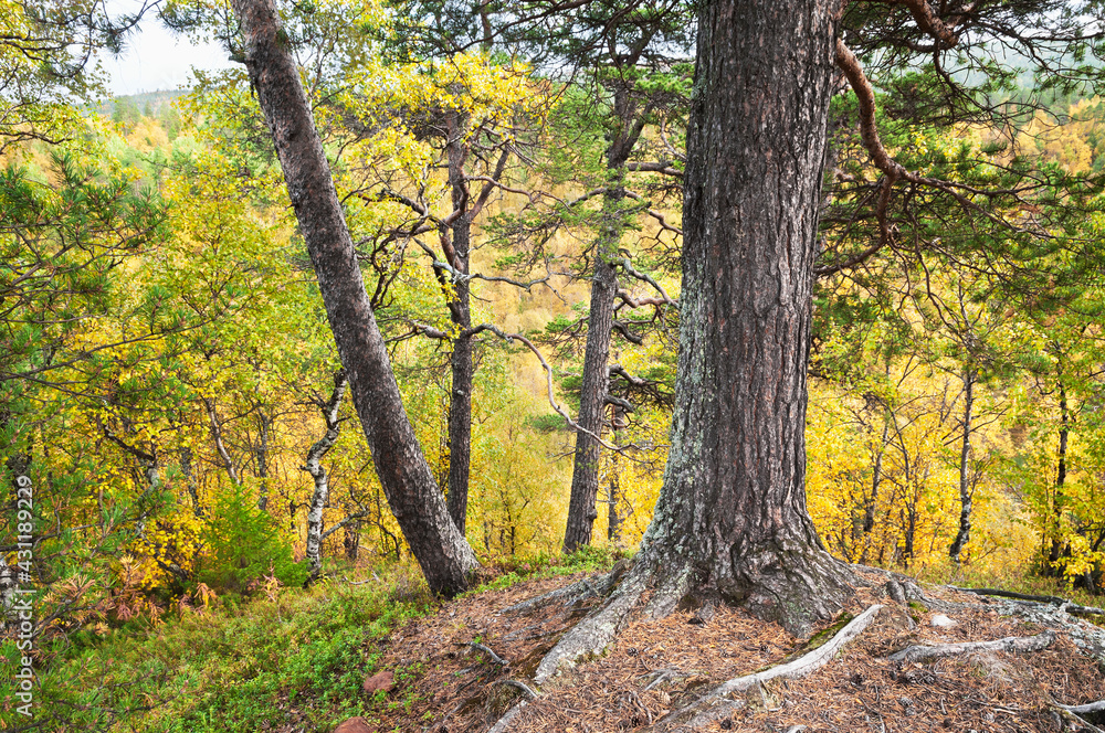 Golden autumn, trees on stones (Kola Peninsula, Murmansk region)
This is the European part of Russia, the Northern Region (beyond the Arctic Circle) Golden autumn, trees on stones (Kola Peninsula, Murmansk region)
This is the European part of Russia, the Northern Region (beyond the Arctic Circle)