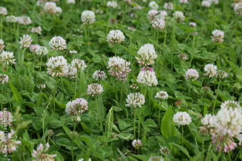 Meadow of alsike clover (Trifolium hybridum) with flowers