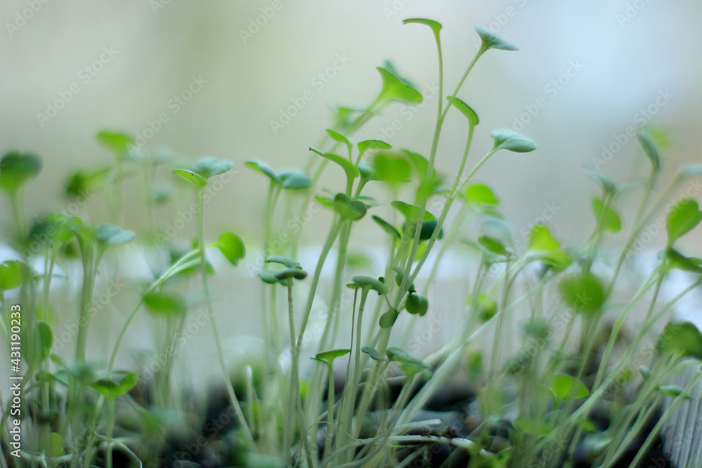 Microgreen arugula sprouts into seedling pots. Raw sprouts, microgreens, healthy eating concept. superfood grown at home
Microgreen arugula sprouts into seedling pots. Raw sprouts, microgreens, healthy eating concept. superfood grown at home