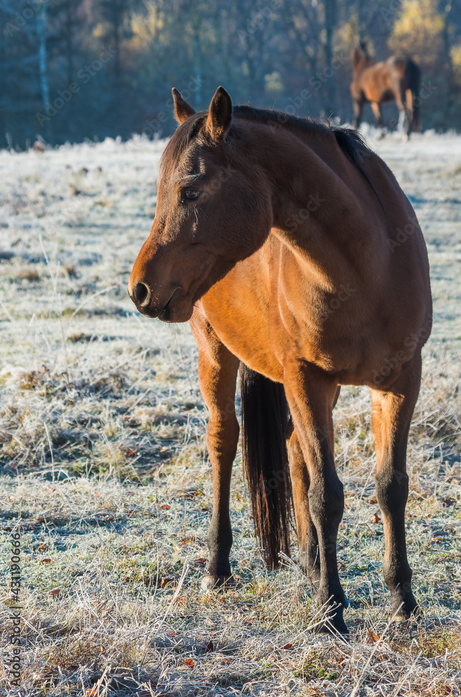 a brown horse standing on the meadow poses for a photo a brown horse standing on the meadow poses for a photo