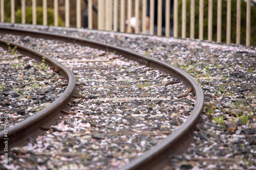 線路と桜の花弁 Railroad tracks and cherry blossom petals photo