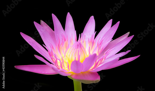 beautyful pink-yellow lotus flower