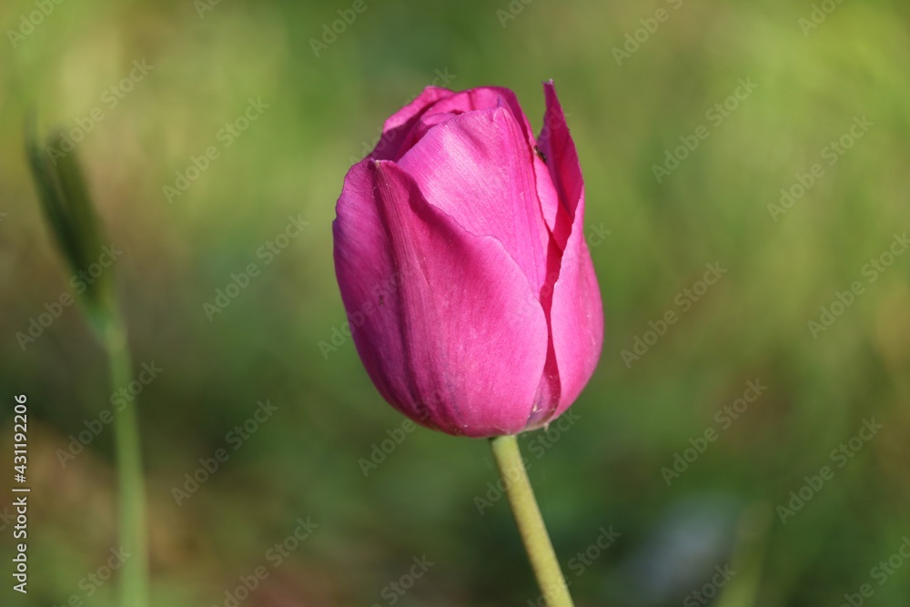 Tulipe rose Tulipe rose