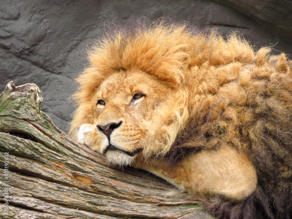 Naklejka premium Furry calm king lion lying on tree.