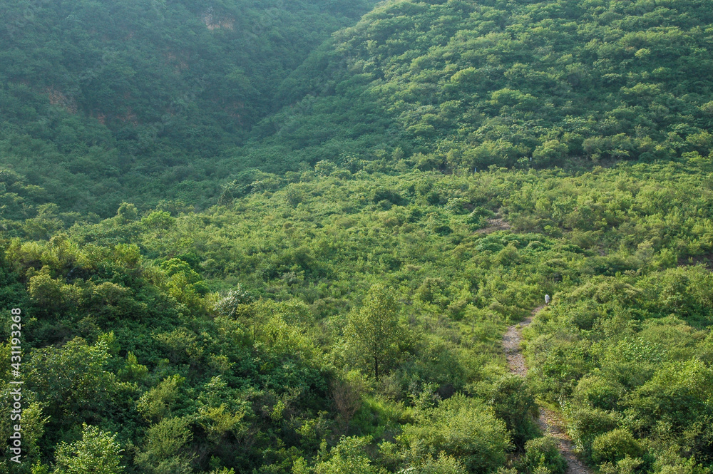 green forest in the mountains of Islamabad, Kalagar Village, Margalla mountains