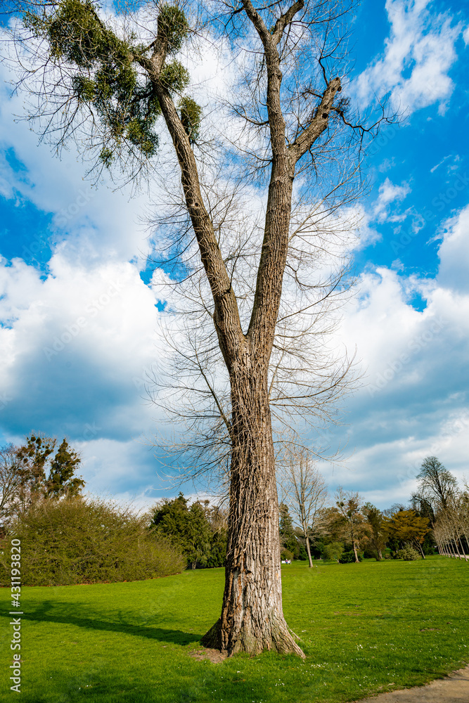 A Single Tree Standing Alone with Blue Sky and Grass. A Single Tree Standing Alone with Blue Sky and Grass.
