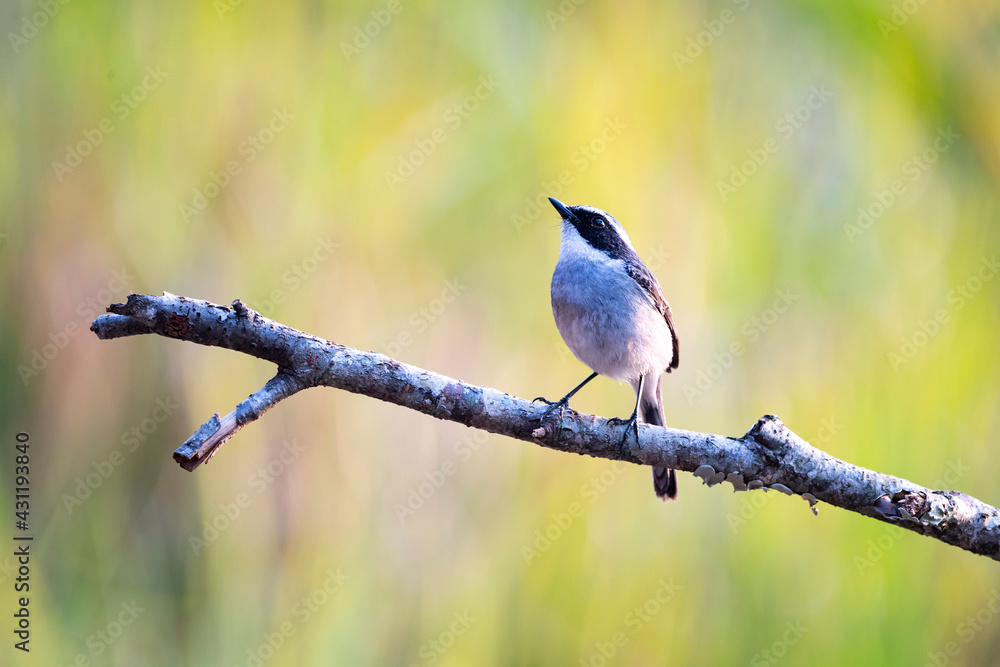 Obraz premium Grey Bushchat