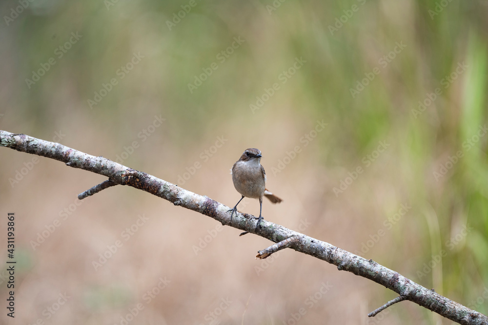 Grey Bushchat Grey Bushchat