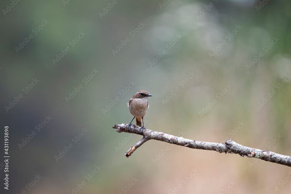 Obraz premium Grey Bushchat