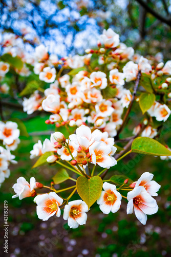 white flowers tree aleurites euphorbiaceae in the spring
