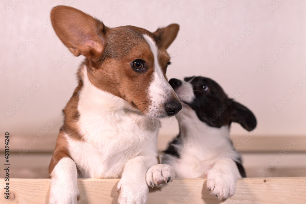 Kind affectionate beautiful dogs corgi cardigan, close-up