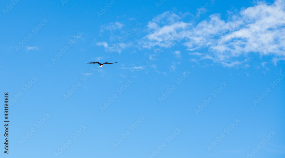 Bird flying over the beach Kopakabana.Mart 2020 Bird flying over the beach Kopakabana.Mart 2020