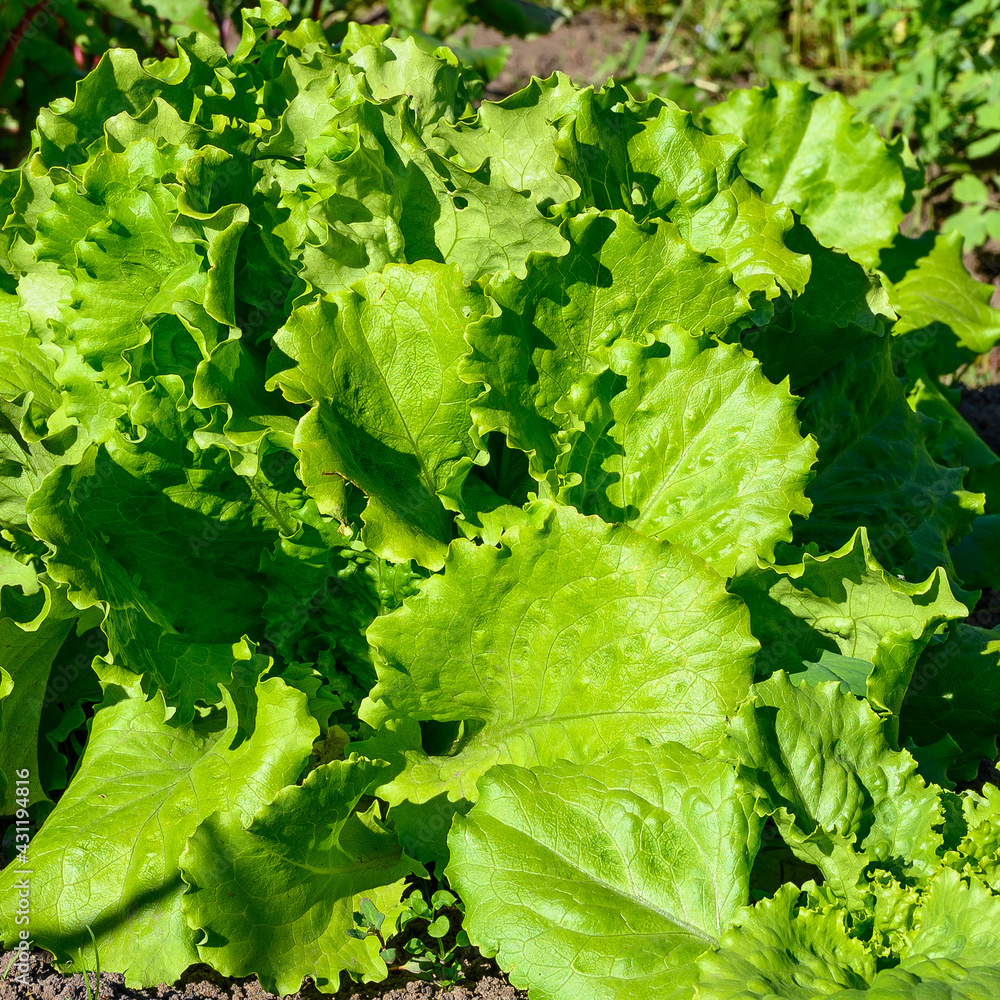 Green lettuce growing in garden bed. Vegetable harvest. Green lettuce growing in garden bed. Vegetable harvest.