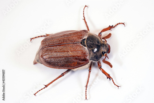 Cockchafer sits on a rope, insect in isolation. Insect with hard elytra, pest of tree species, hard winged. Brown long-legged beetle with a hairy abdomen side view 