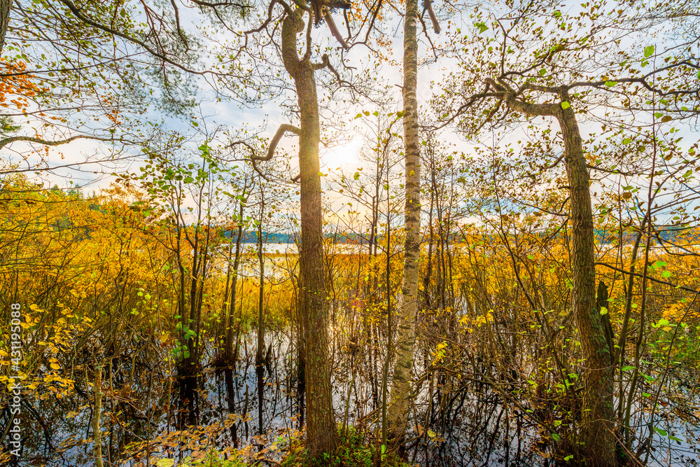 Sunset over the forest lake. Autumn weather. Marshland. Trees without foliage. Beautiful nature. Russia, Europe. View from the shore through the trees.