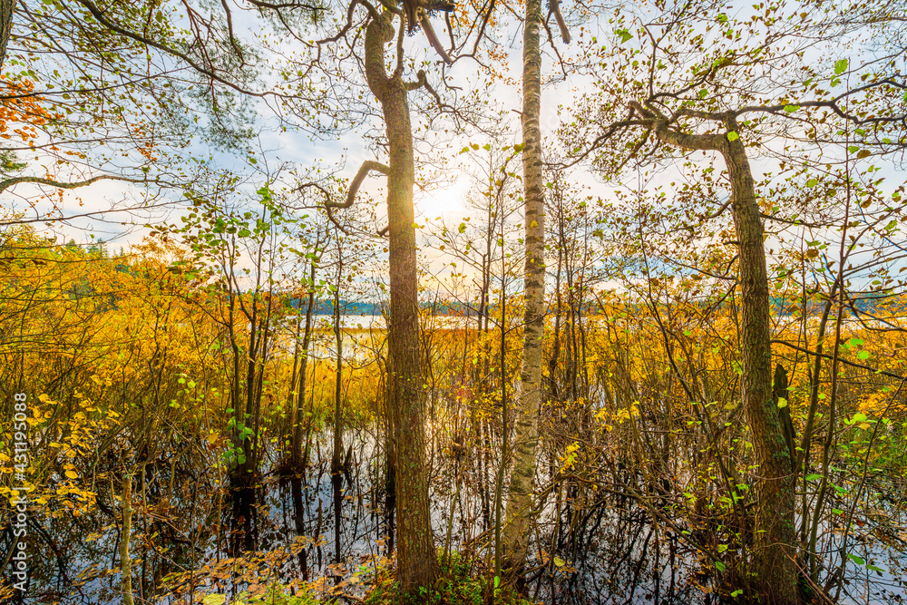 Fototapeta premium Sunset over the forest lake. Autumn weather. Marshland. Trees without foliage. Beautiful nature. Russia, Europe. View from the shore through the trees.