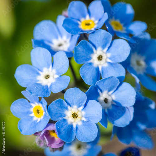 Myosotis alpestris or  Alpine forget me not flowers flowers © EwaStudio