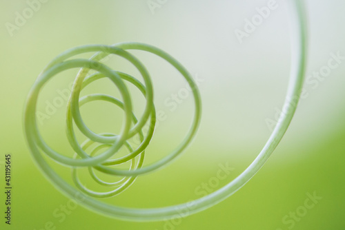 Beautiful Close Up View Of Fresh Green Young Wild Ferns  Bud In Spiral Form With Shallow Depth Of Field