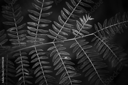 black and white fern fronds