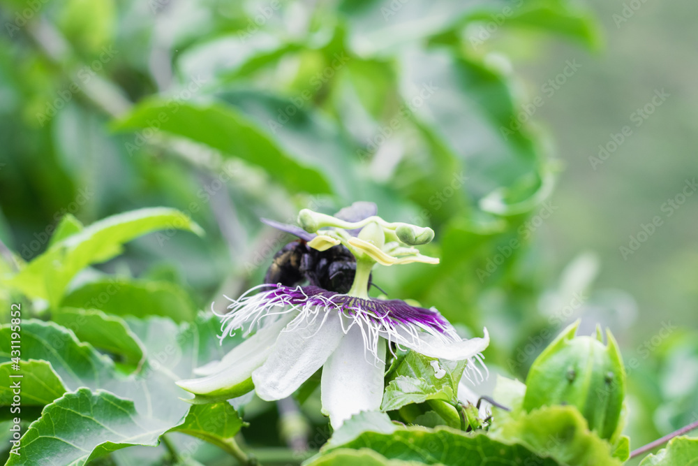 bombus atratus, pauloensis, black manganga or paramo bumblebee (abejorro negro), flower pollination in passion fruit cultivation. lives mainly in South America, out of focus bumblebee bombus atratus, pauloensis, black manganga or paramo bumblebee (abejorro negro), flower pollination in passion fruit cultivation. lives mainly in South America, out of focus bumblebee