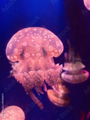 jellyfish in aquarium © Ivan