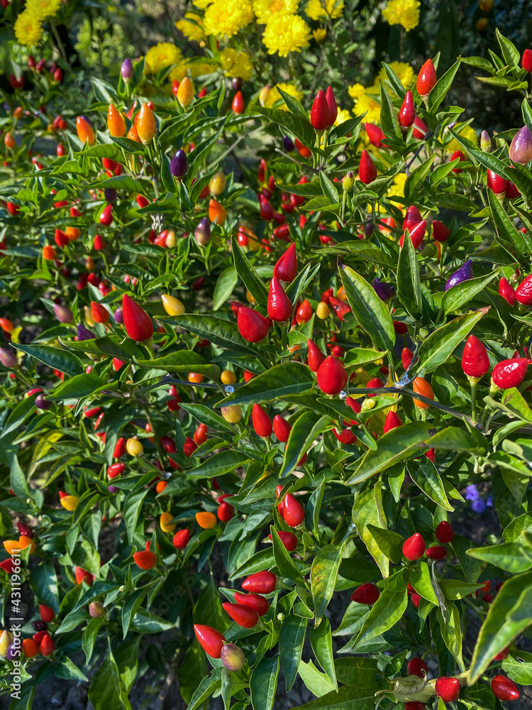 Mixed colored chilli peppers on tree