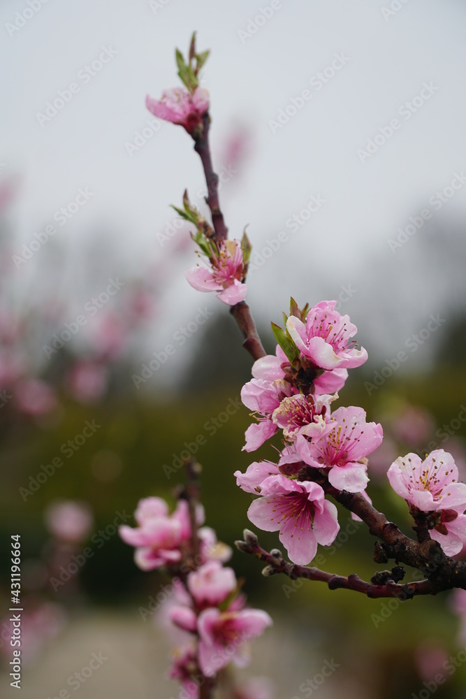 A twig of peach with blooming flowers with raindrops on the petals. Latin name - Prunus persica var. platycarpa Saturn. Blurred background with copy space. Selective focus. A twig of peach with blooming flowers with raindrops on the petals. Latin name - Prunus persica var. platycarpa Saturn. Blurred background with copy space. Selective focus.